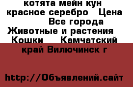 котята мейн кун, красное серебро › Цена ­ 30 - Все города Животные и растения » Кошки   . Камчатский край,Вилючинск г.